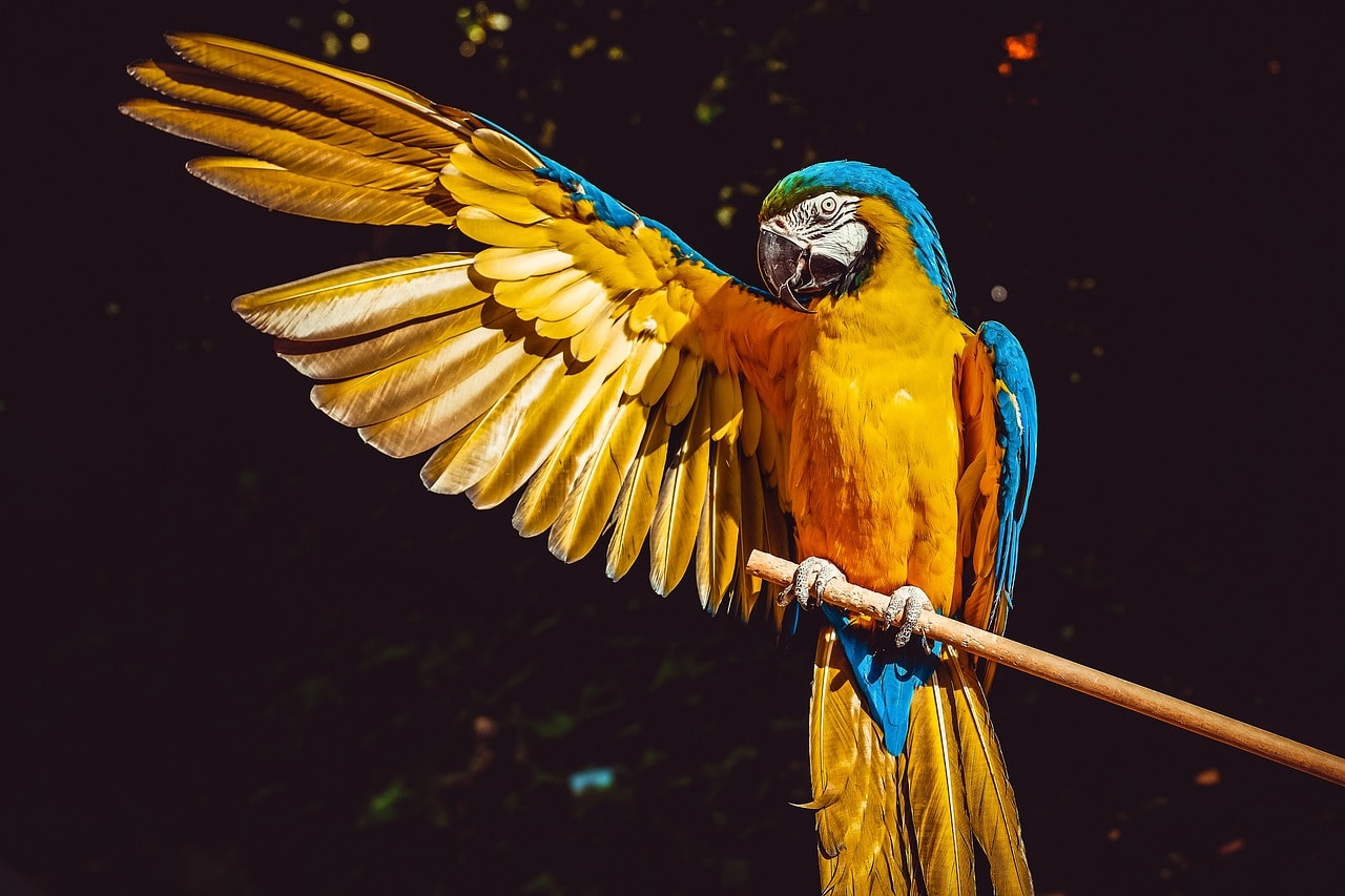 World Animal Day Next to the Winged Garden and the USFQ Wildlife Club