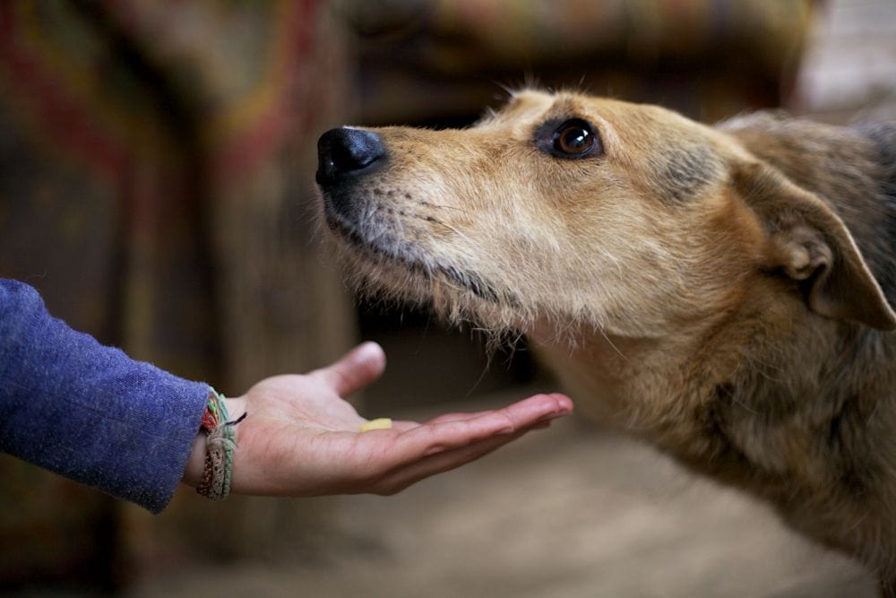 Dog Food Donation Campaign