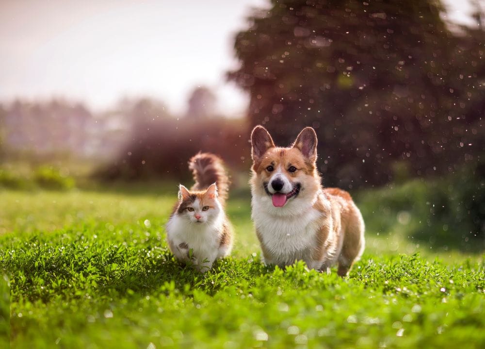 PAWS World Animal Day Celebration and Pet Blessing