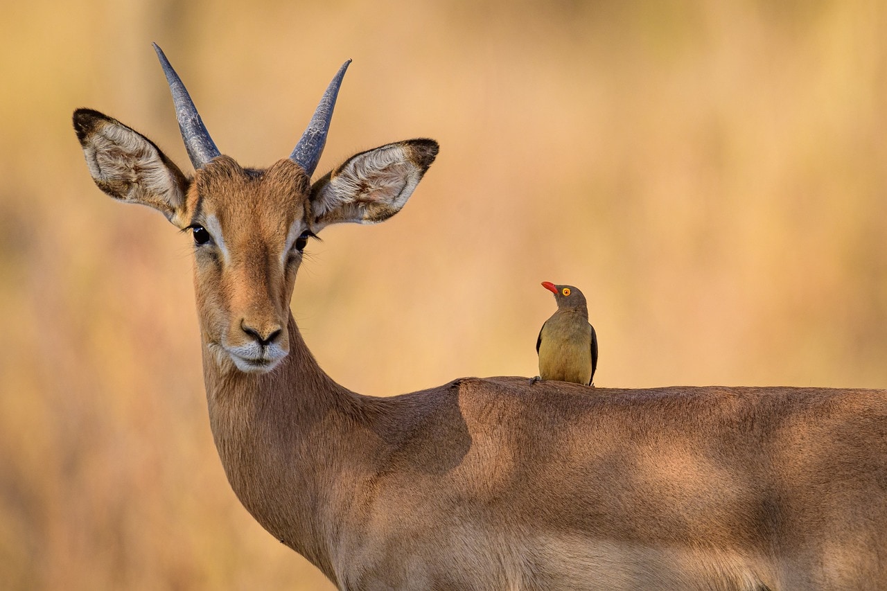 World Animal Day 2023 – Quiz