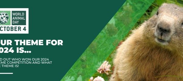 A green banner with the title of the blog post and a picture of a groundhog.
