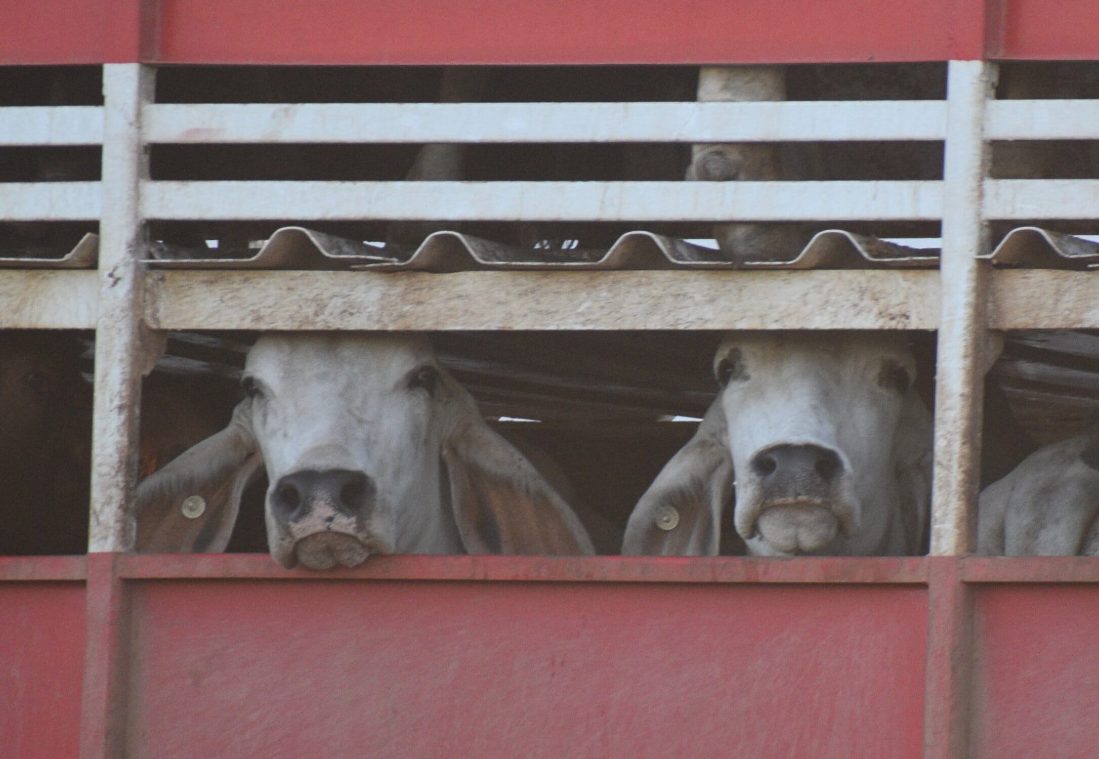 A KINDER WORLD FOR ANIMALS – End ALL Live Animal Exports Everywhere -the World is Their Home Too