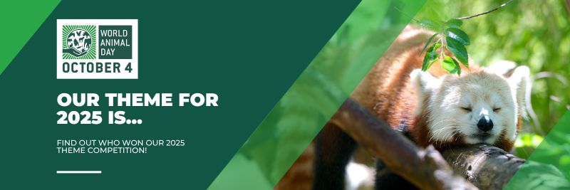 The title "Our 2025 theme competition winner is..." and an image of a red panda sleeping on a branch with the World Animal Day logo in the background.