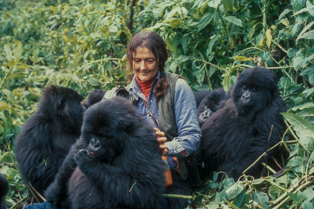 Dian Fossey sitting closely with a group of mountain gorillas in a lush, green jungle, observing them with gentle curiosity.