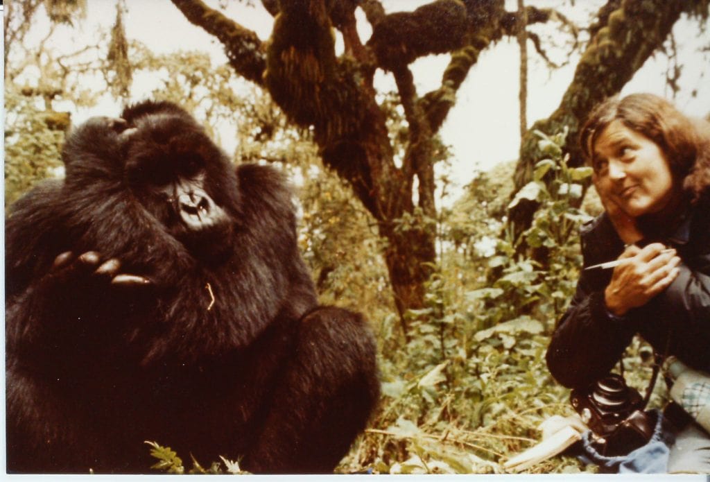 Dian Fossey with a mountain gorilla: Dian Fossey sits in the forest beside a mountain gorilla, both appearing to mirror each other with the same pose.