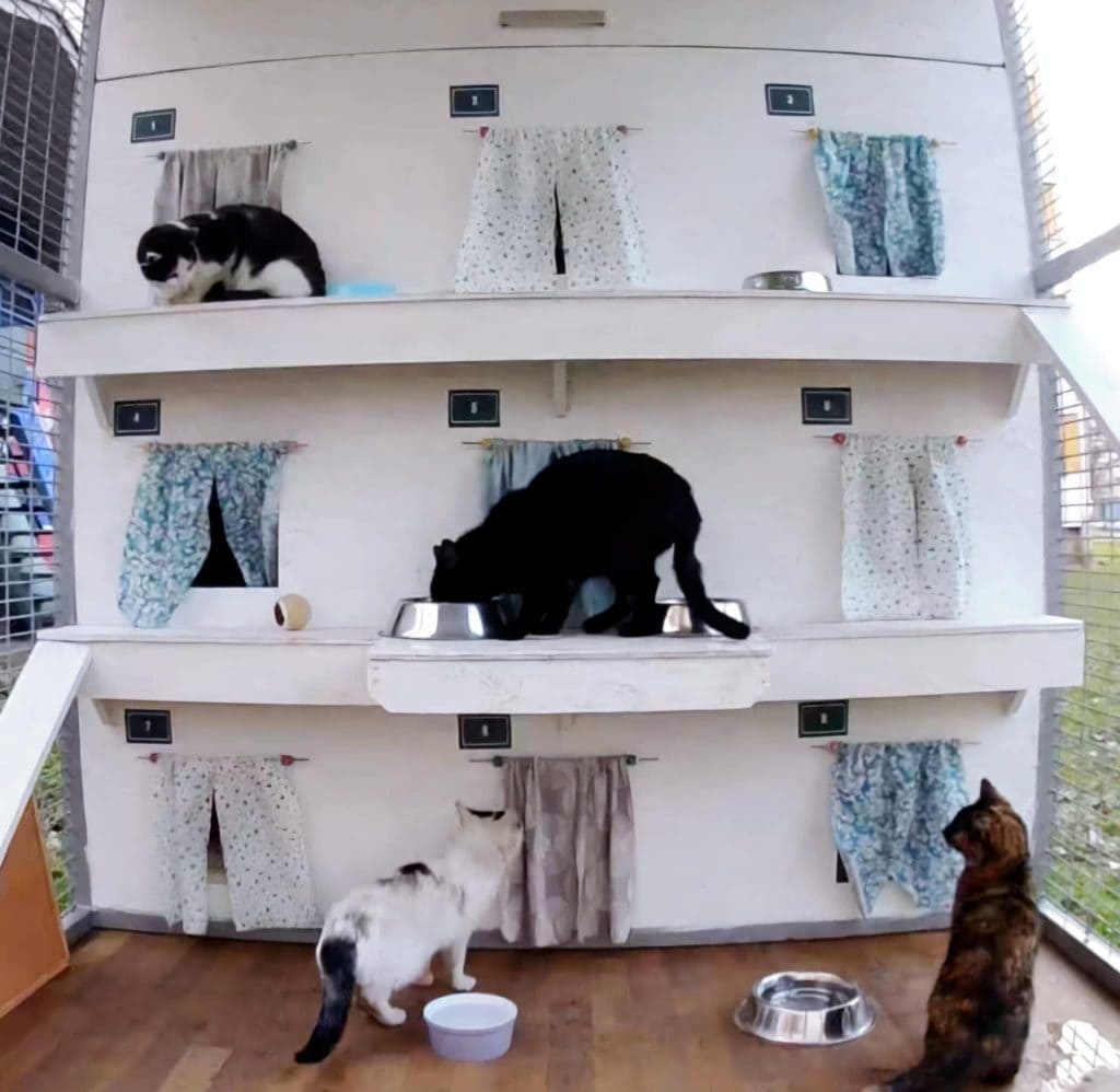 Existing cat hotel in city.