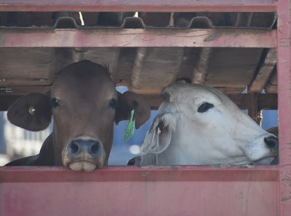MARKET STALL – END LIVE EXPORT BE KIND TO ALL ANIMALS AND OUR PLANET